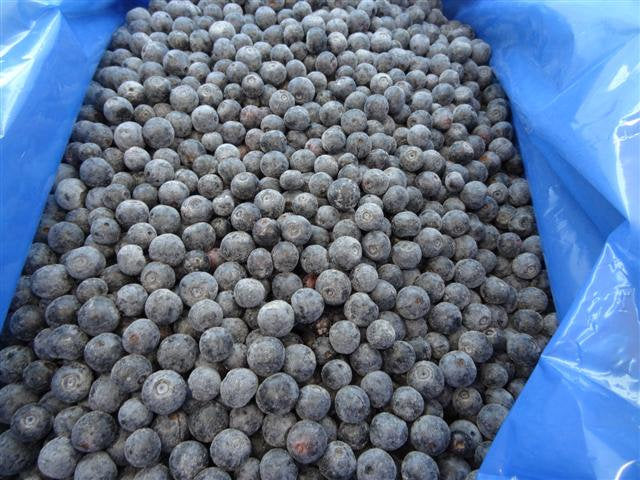 ARANDANO CONGELADOS A GRANEL X 10 KG