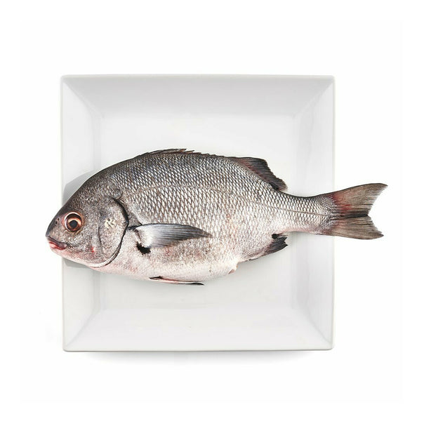 Chitter Fish Chita Fish
